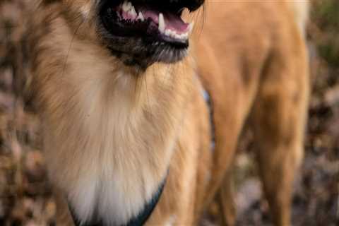 The Ultimate Guide to Enjoying Beer Festivals in Los Angeles County, California Without Your Pet