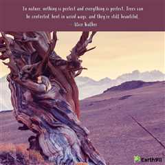 Earth911 Inspiration: Nothing Is Perfect and Everything Is Perfect