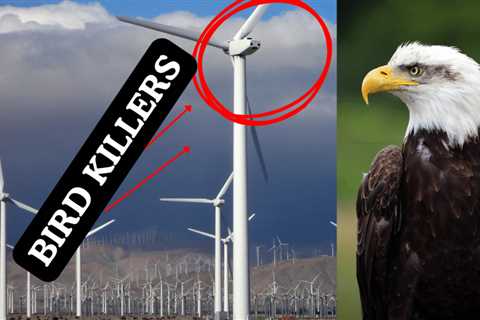 Wind Turbines Are Killing Bald Eagles—And China Is Cashing In