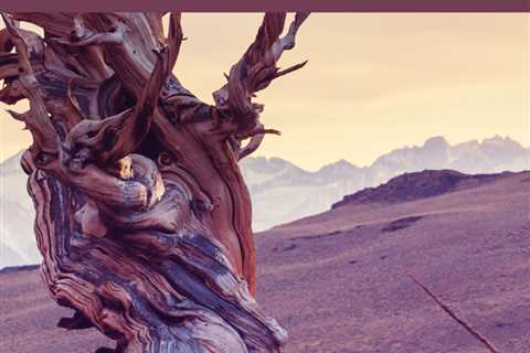 Earth911 Inspiration: Nothing Is Perfect and Everything Is Perfect