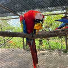 Cropped 20 May 2026: Deforestation roadmap | Melanesian Ocean Summit | Returning pet parrots to the ..