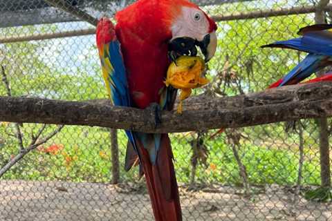 Cropped 20 May 2026: Deforestation roadmap | Melanesian Ocean Summit | Returning pet parrots to the ..