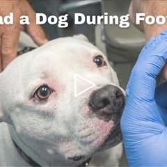We Had a Surprise Guest During Foot Care 🐶👣