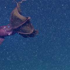 Deep-Sea Animals That Look Like Aliens