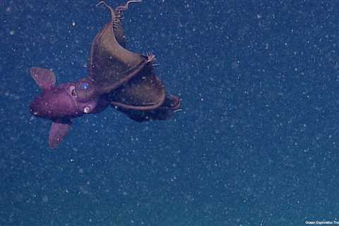 Deep-Sea Animals That Look Like Aliens