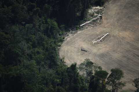 AI governance debate silent on risks to nature, campaigners warn